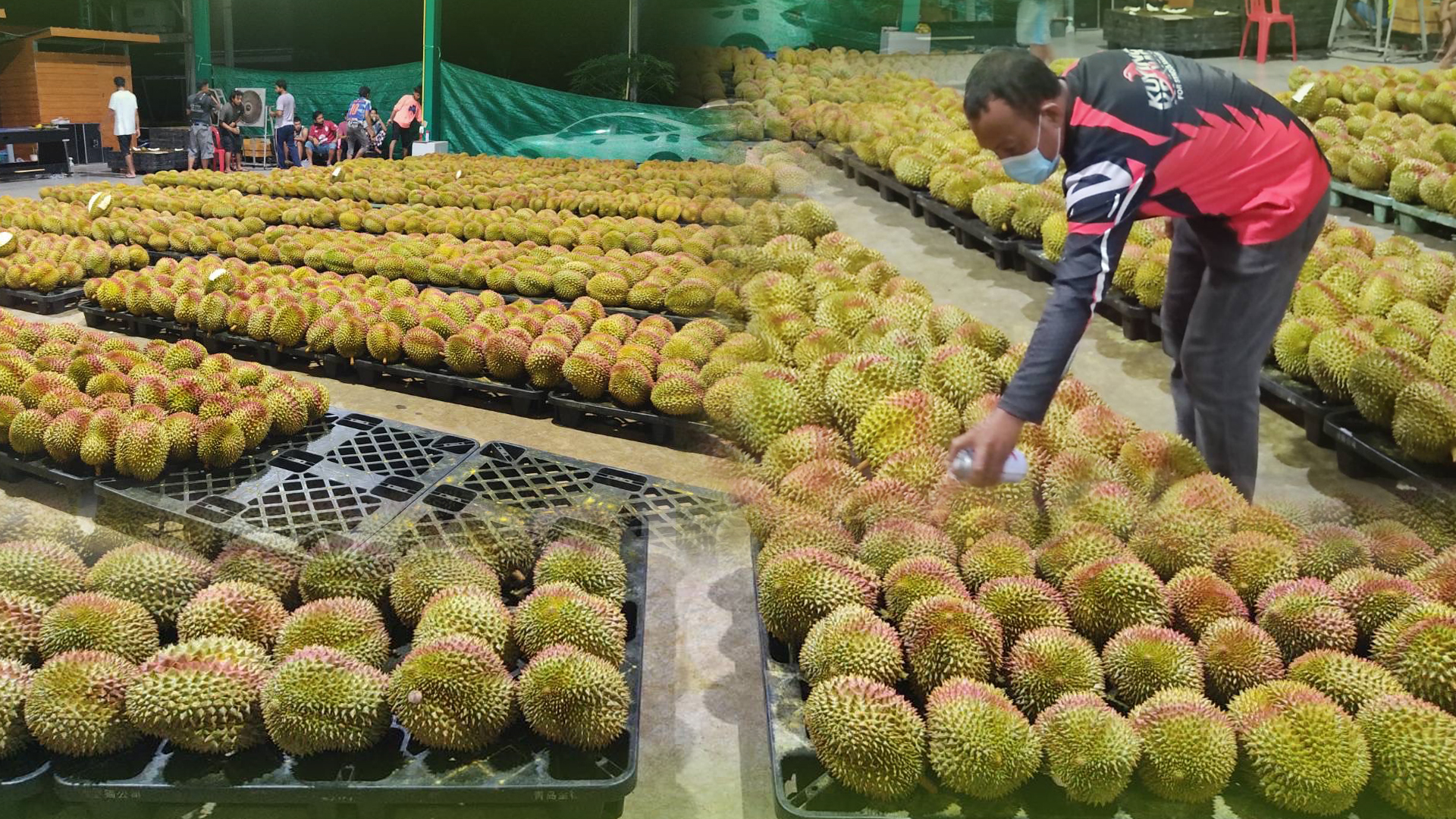 โดนแล้ว!!! ผิดกติกา แพ็คทุเรียนขึ้นตู้ ไม่รอตรวจ ทีมเล็บเหยี่ยวสั่งรื้อตรวจใหม่ทั้งหมด พบทุเรียนอ่อนปนอยู่เกือบ 5,000 ก.ก. 1 25