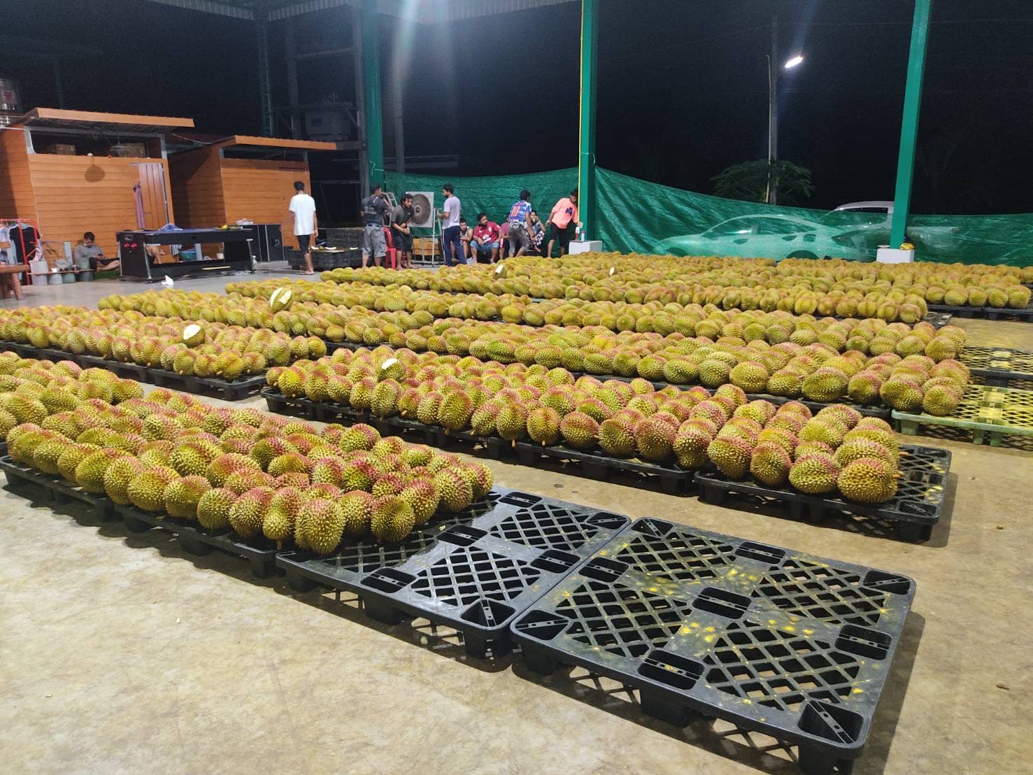 โดนแล้ว!!! ผิดกติกา แพ็คทุเรียนขึ้นตู้ ไม่รอตรวจ ทีมเล็บเหยี่ยวสั่งรื้อตรวจใหม่ทั้งหมด พบทุเรียนอ่อนปนอยู่เกือบ 5,000 ก.ก. 3 S 11477305