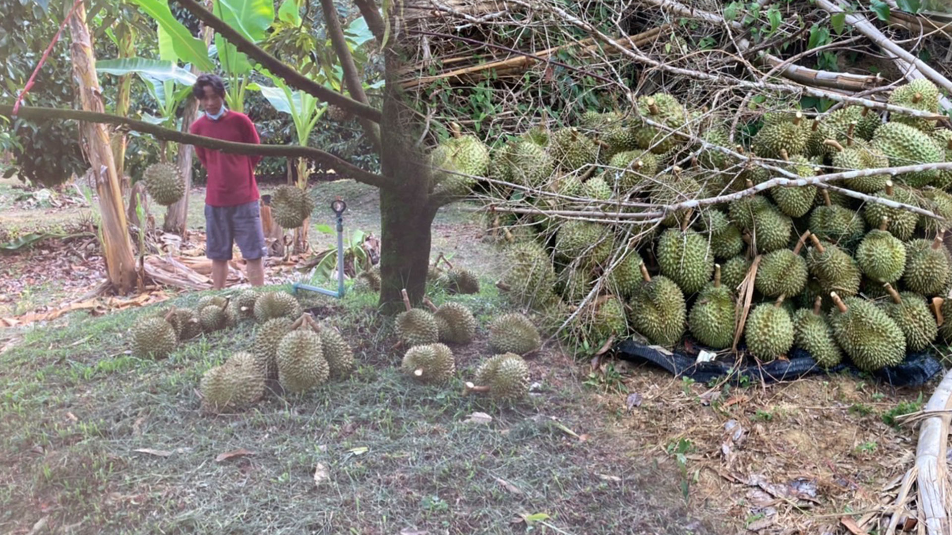 ขโมยทุเรียนน