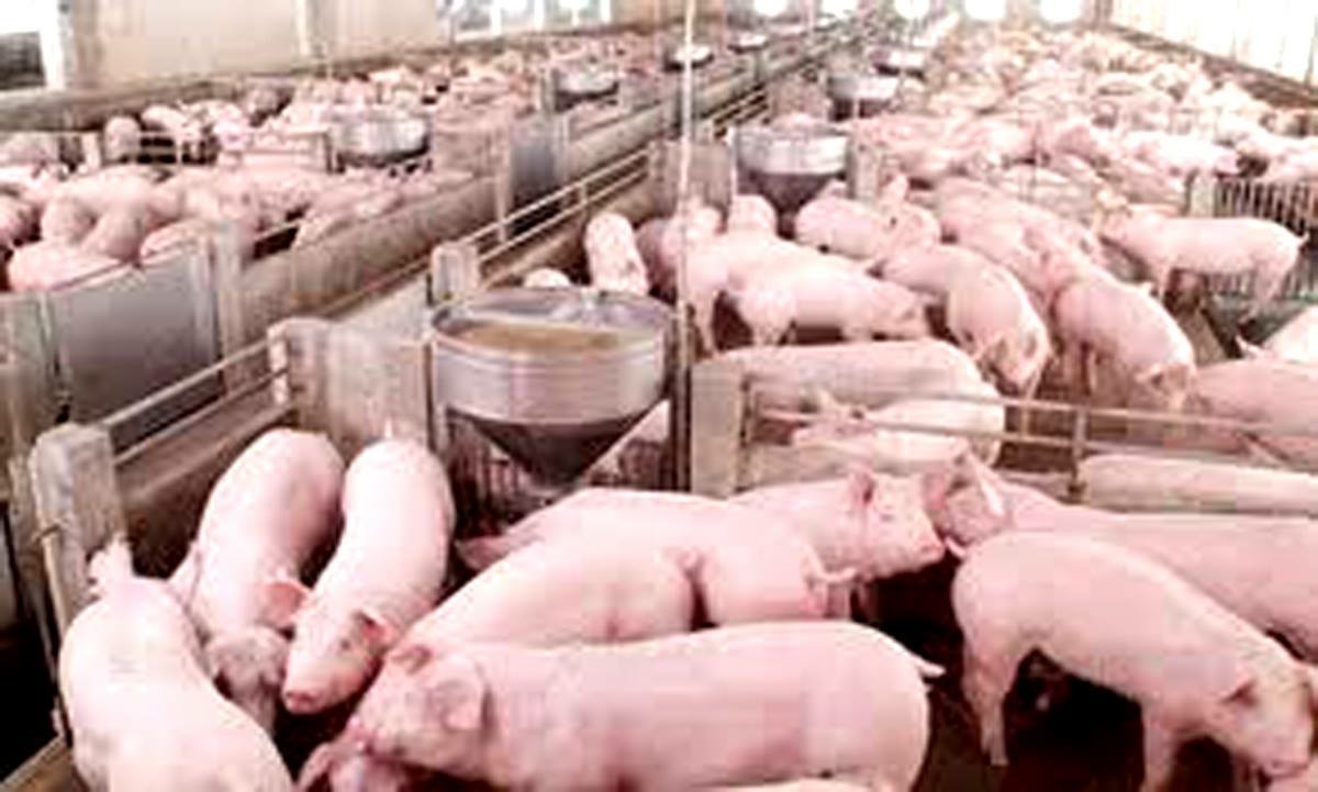 ปศุสัตว์เร่งคุมโรคหมู-หาแนวทางลดต้นทุนแก้ราคาแพง 5 6E55C6B8 9730 436E 9995 EB570994B4E6