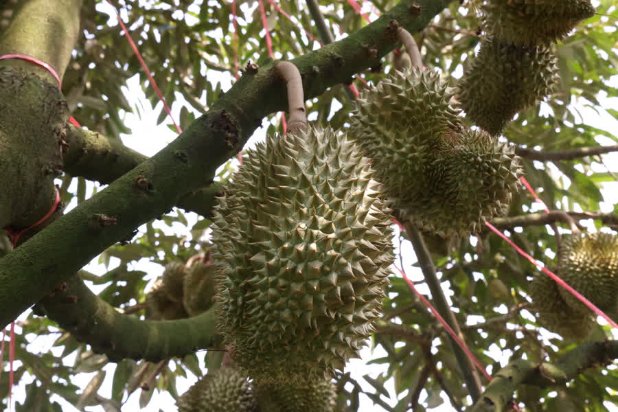 ชาวสวนผลไม้เฮ! ปีนี้ส่งออกได้แล้วกว่า 60% 4 74FD51F1 0F0B 46DA BE66 453323AAEB3C