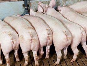 ปศุสัตว์เร่งคุมโรคหมู-หาแนวทางลดต้นทุนแก้ราคาแพง 4 86E8CA74 16FD 4322 90E2 82CAA5D83E86