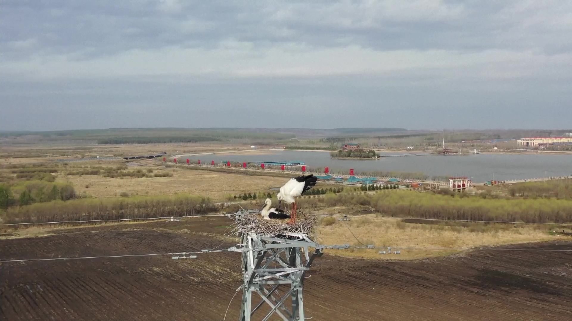 ฝูงนกอพยพนับล้าน รวมตัวกันที่ภาคอีสานของจีน 2 BEE519F7 DF14 4146 A07A 021A562A812C