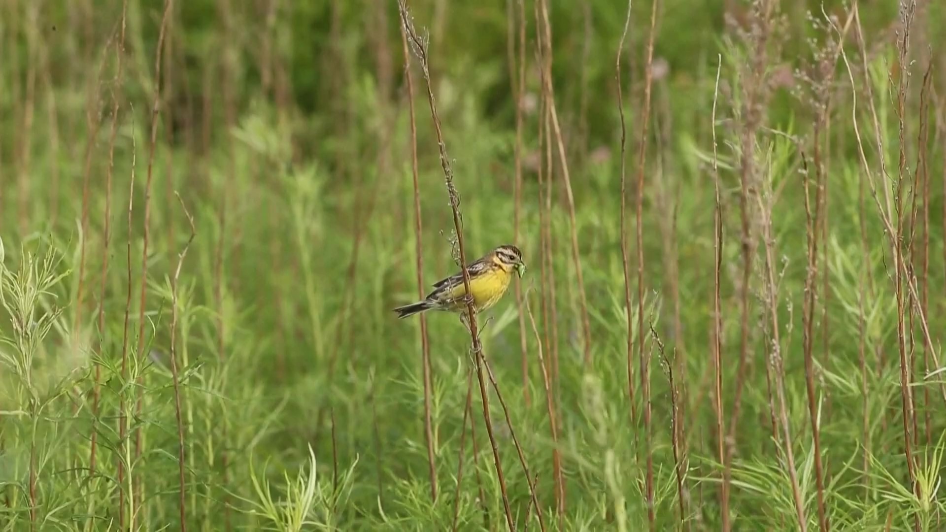 ฝูงนกอพยพนับล้าน รวมตัวกันที่ภาคอีสานของจีน 3 C19A457D D27B 4C42 BAE0 FF1BD95107B4