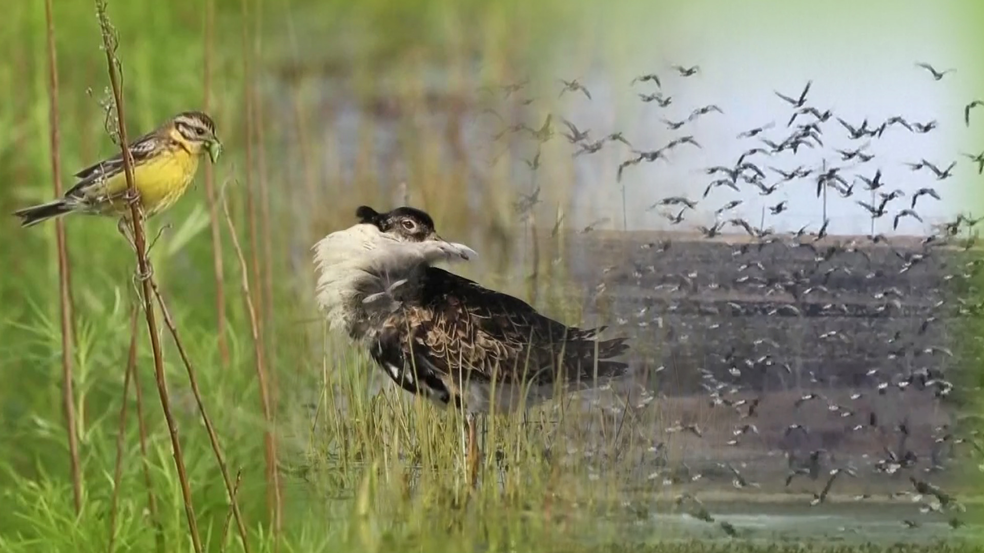 ฝูงนกอพยพนับล้าน รวมตัวกันที่ภาคอีสานของจีน 1 E23FDAF6 BD09 4960 B21D 682600E8BE6C