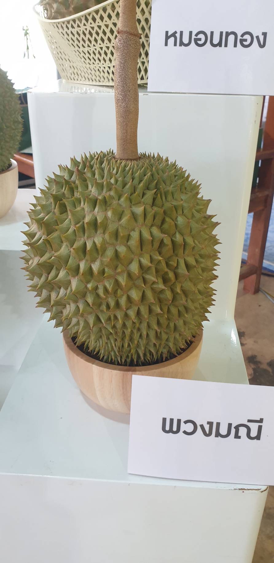 เปิดวาร์ปทุเรียน FDCA1052 6653 48FC 8CBD 581BB4D04C0C