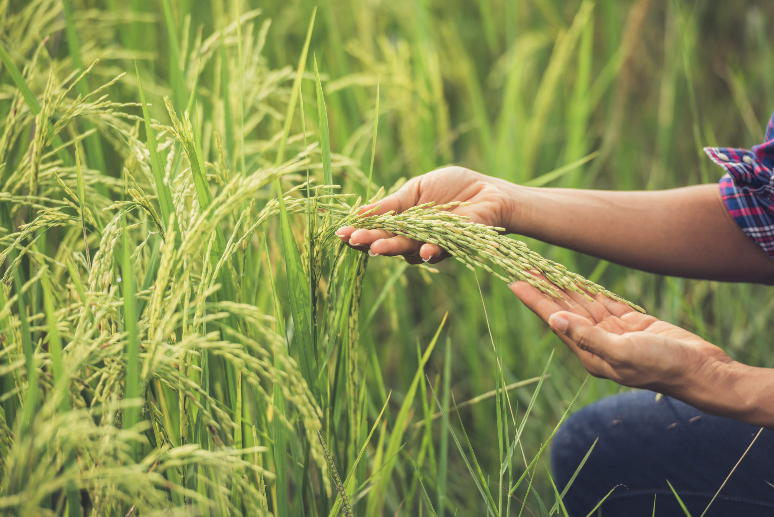 farmer holds rice hand scaled