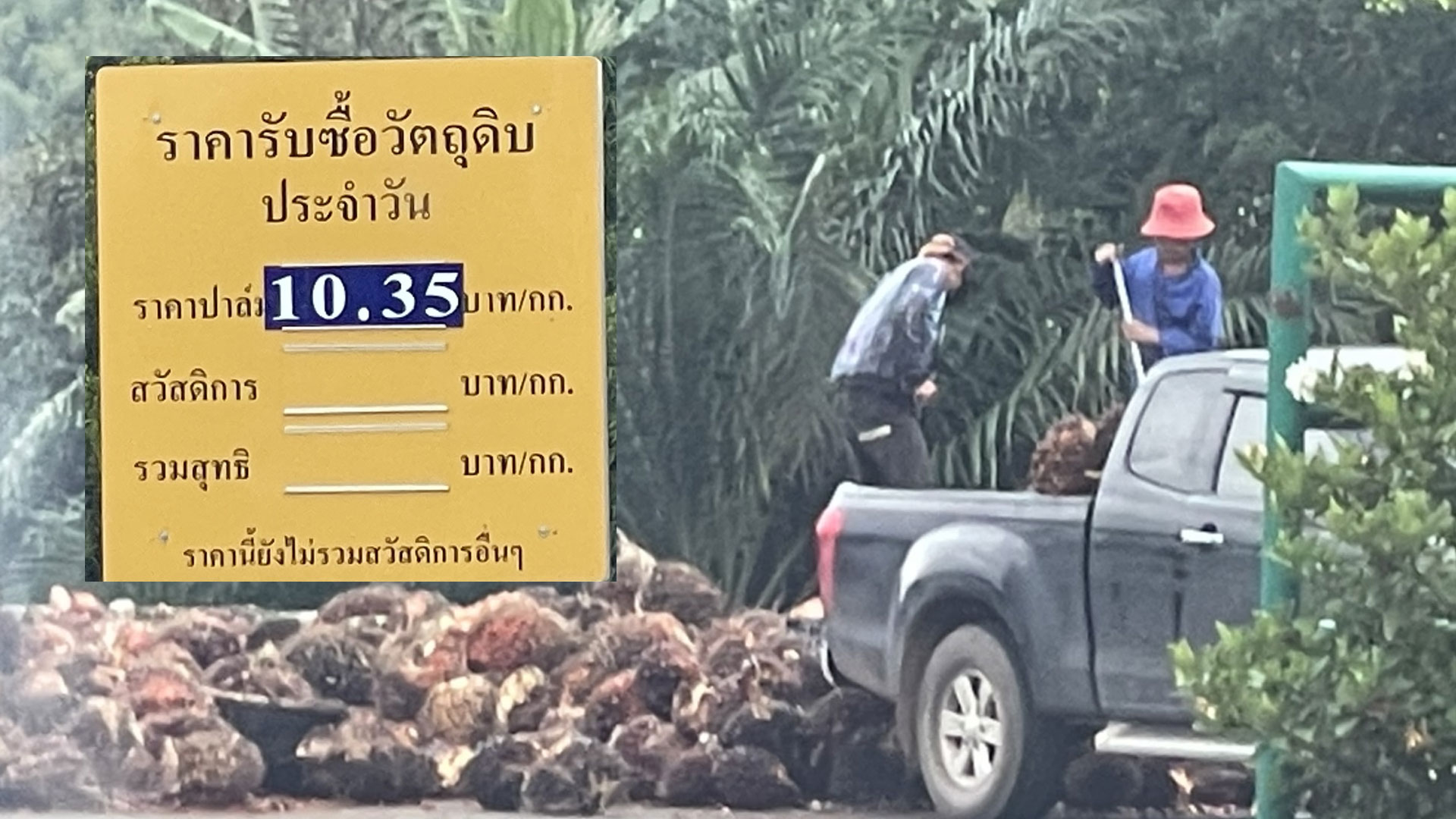 ปลามกก