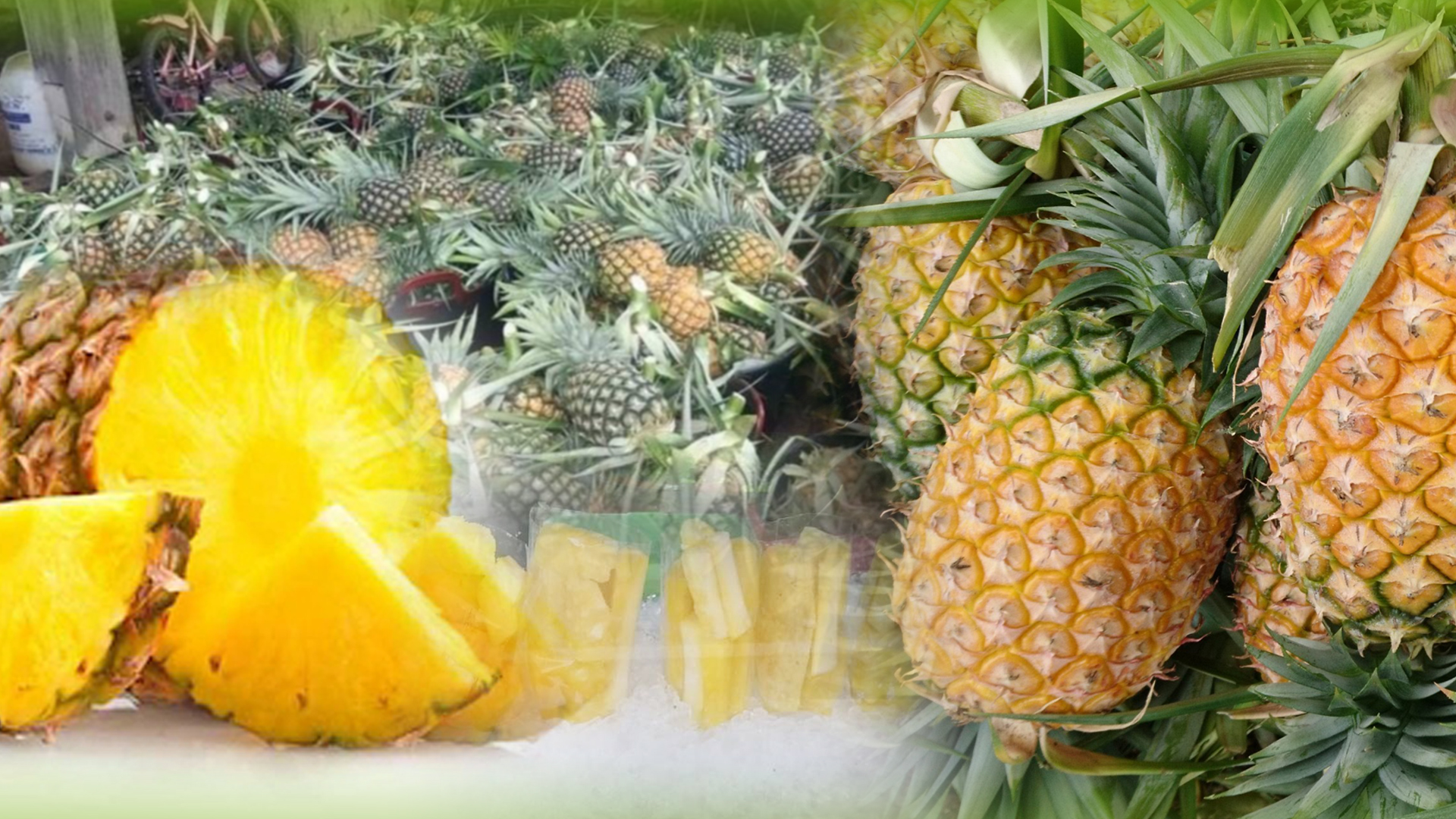 สศก.ชวนประชาชนอุดหนุน สับปะรด1