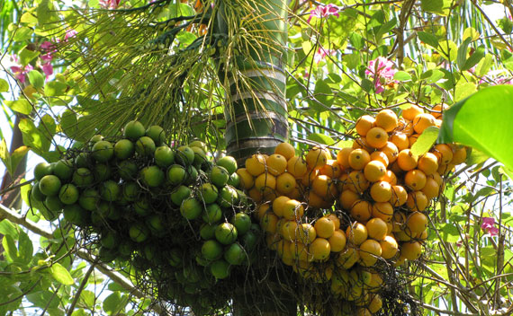 เปิดวาร์ป ”หมาก” ส่งออกเติบโตแบบก้าวกระโดด 4 1701DBB7 FC09 49AC 82E5 210A8CA9AF80