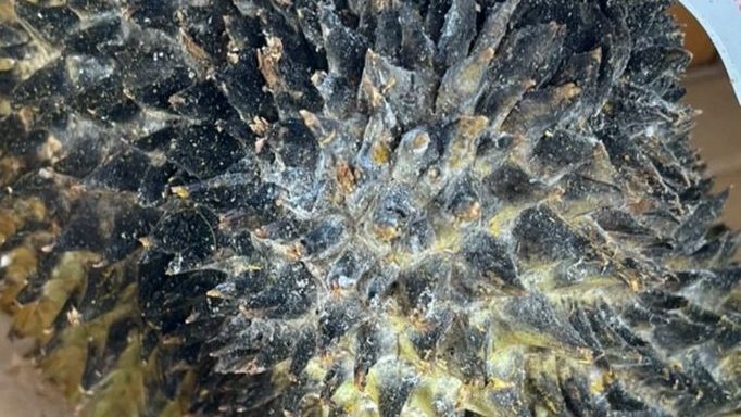 สวพ.6 จ่อประสาน DSI ตรวจล้งส่งออก หลังนัดสอบคำให้การ แต่พฤติกรรมไม่โปร่งใส 2 4093D461 AE7B 4096 9335 2DF9122DD69F edited 1