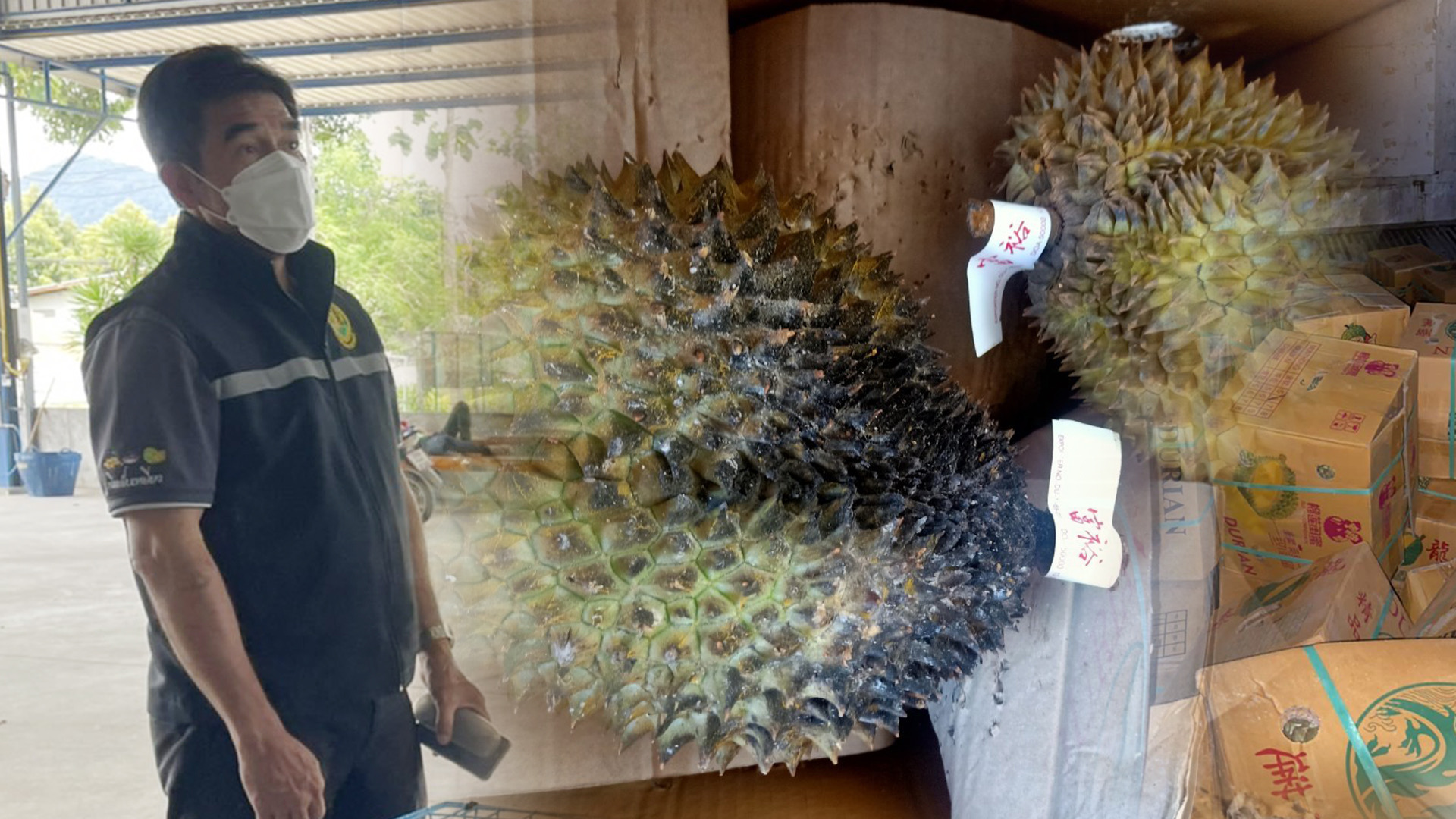 สวพ.6 จ่อประสาน DSI ตรวจล้งส่งออก หลังนัดสอบคำให้การ แต่พฤติกรรมไม่โปร่งใส 1 803A1D1F C2C6 4F22 B547 4D0BEDDABB0B