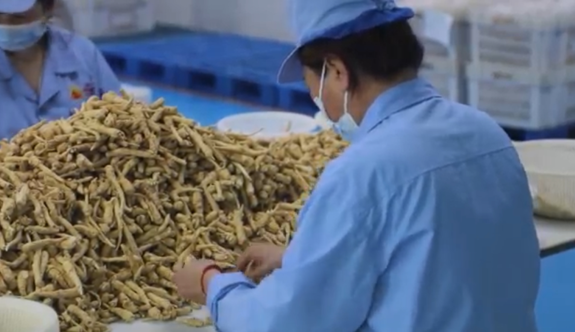 (มีคลิป)Covid-19 ช่วยดันยอดขายผลิตภัณฑ์จาก”โสมจีน”ขายดี 4 8EA71BE6 A8BB 44B4 BE32 15EDF0F8DCF8