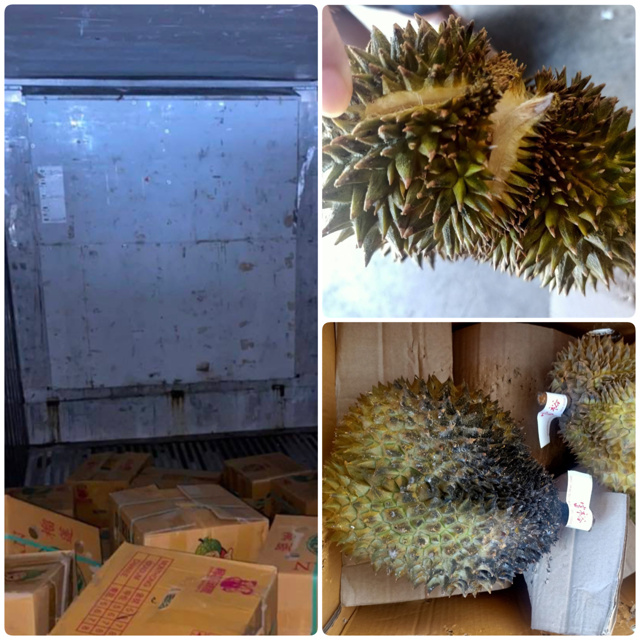 EP.1 : สวมสิทธิ์ทุเรียนไทย…(3 ล้งต้องสงสัยโยงใยกัน) 2 9E28C5EA A7C4 4AAD A509 3F38B0D5C7AA