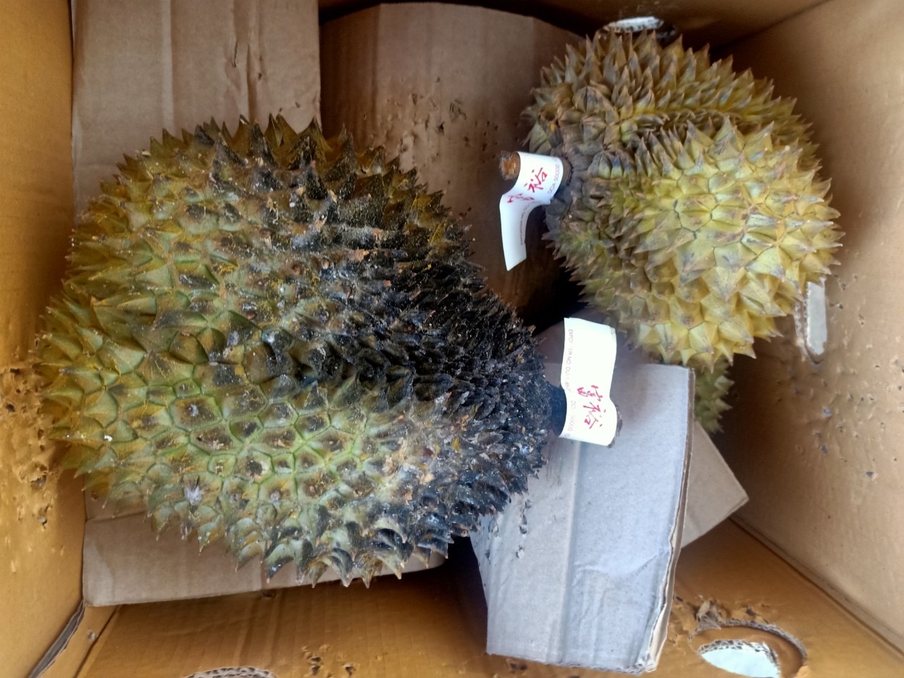 สวพ.6 จ่อประสาน DSI ตรวจล้งส่งออก หลังนัดสอบคำให้การ แต่พฤติกรรมไม่โปร่งใส 3 A121BDE1 ACC6 466E A406 3FF4C87BD552