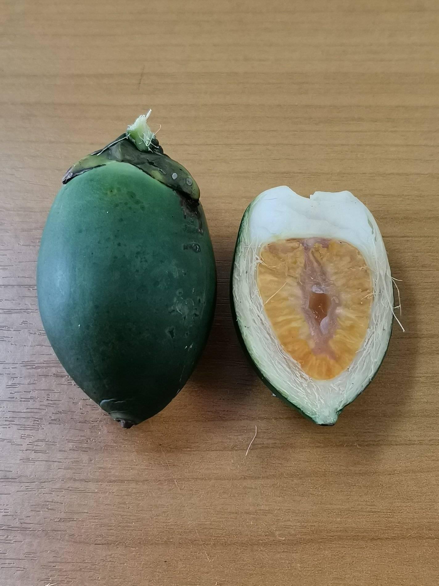 เปิดวาร์ป ”หมาก” ส่งออกเติบโตแบบก้าวกระโดด 2 A12A99EE 37D4 4EF3 A4A6 10BB277D88BA