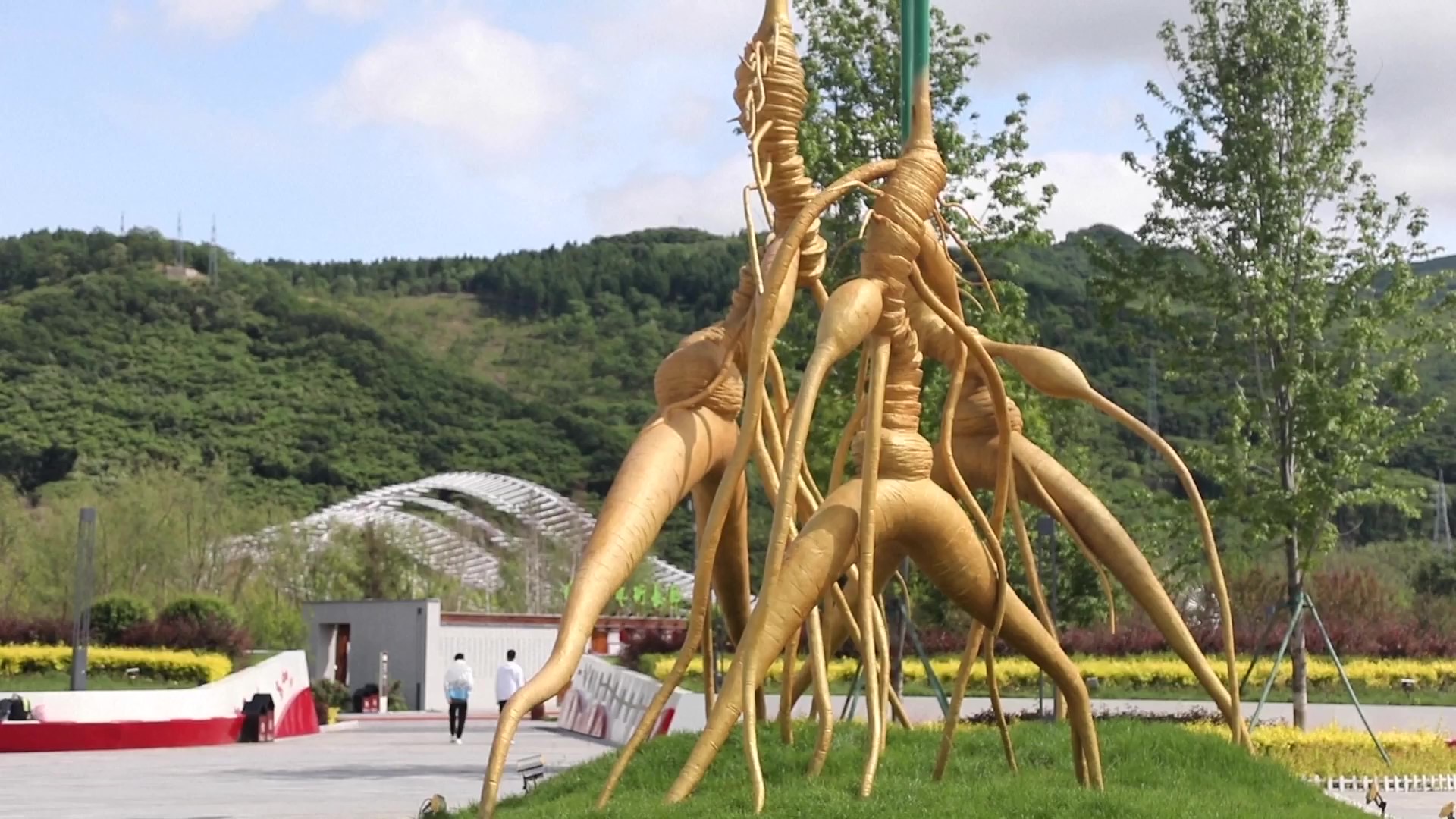 (มีคลิป)Covid-19 ช่วยดันยอดขายผลิตภัณฑ์จาก”โสมจีน”ขายดี 2 AE42EF8E 4D0A 4446 B8F2 E47A9E4F8257