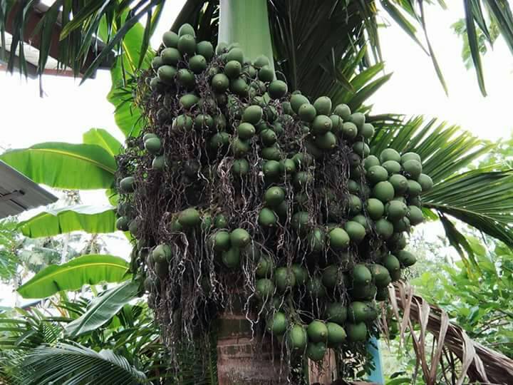 เปิดวาร์ป ”หมาก” ส่งออกเติบโตแบบก้าวกระโดด 5 BA3F8B2E 3D59 42B5 913B 1D3FC668A064