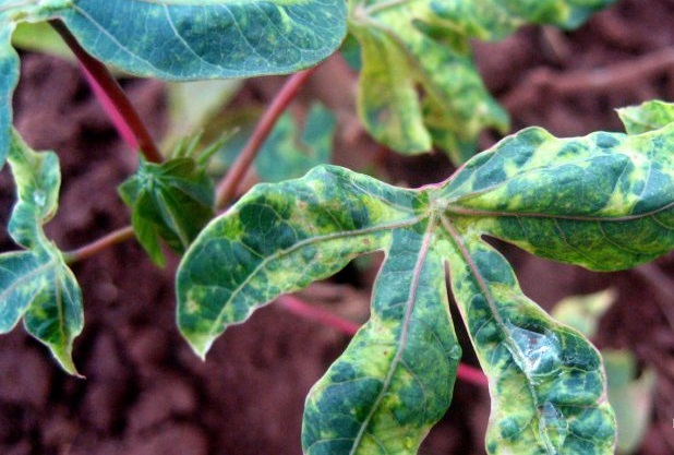 รบ.ไม่หวั่น CMV4 1 840x420 1