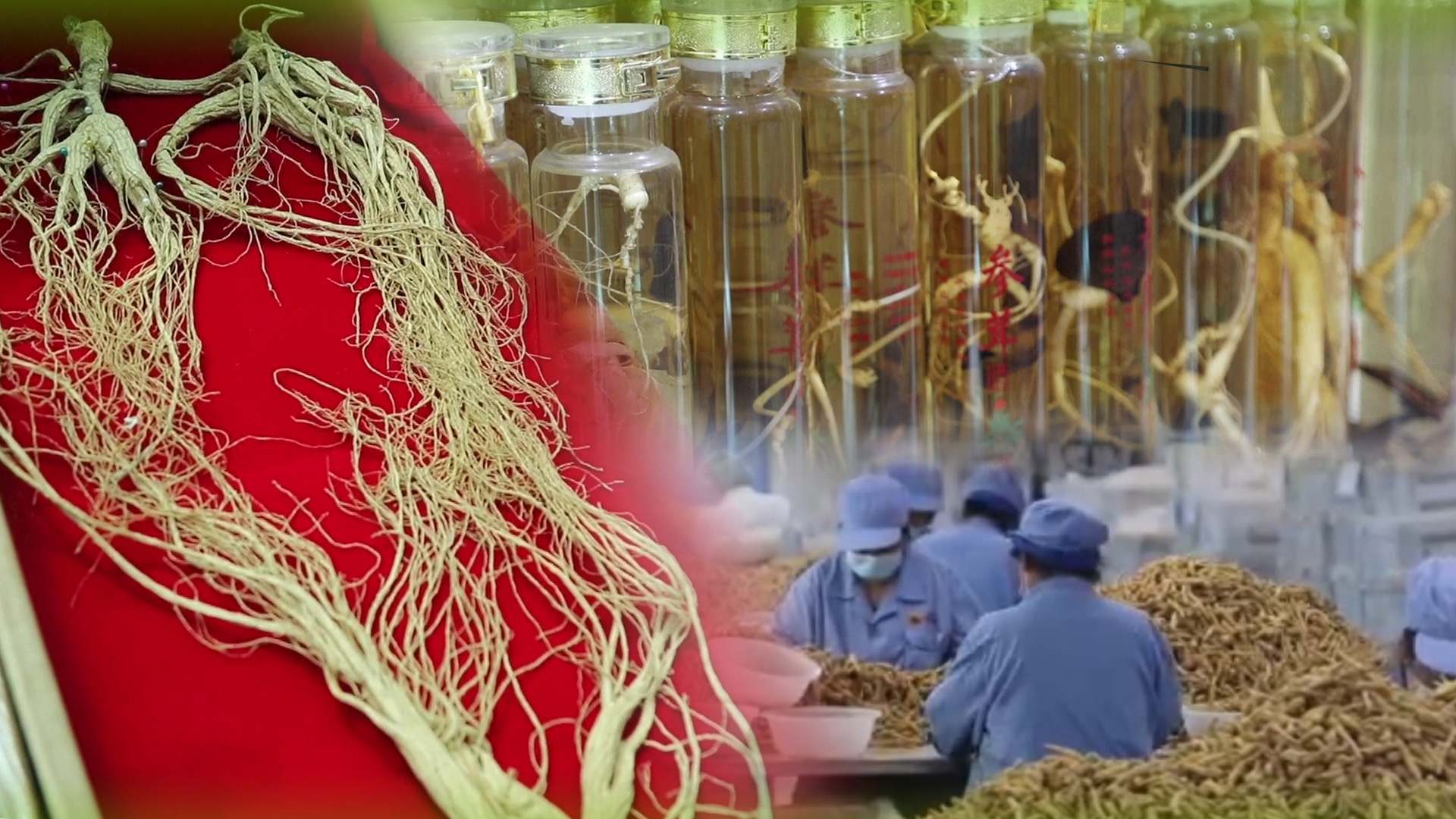 (มีคลิป)Covid-19 ช่วยดันยอดขายผลิตภัณฑ์จาก”โสมจีน”ขายดี 1 D45EF336 8BBB 41E1 B058 13106E87DA63