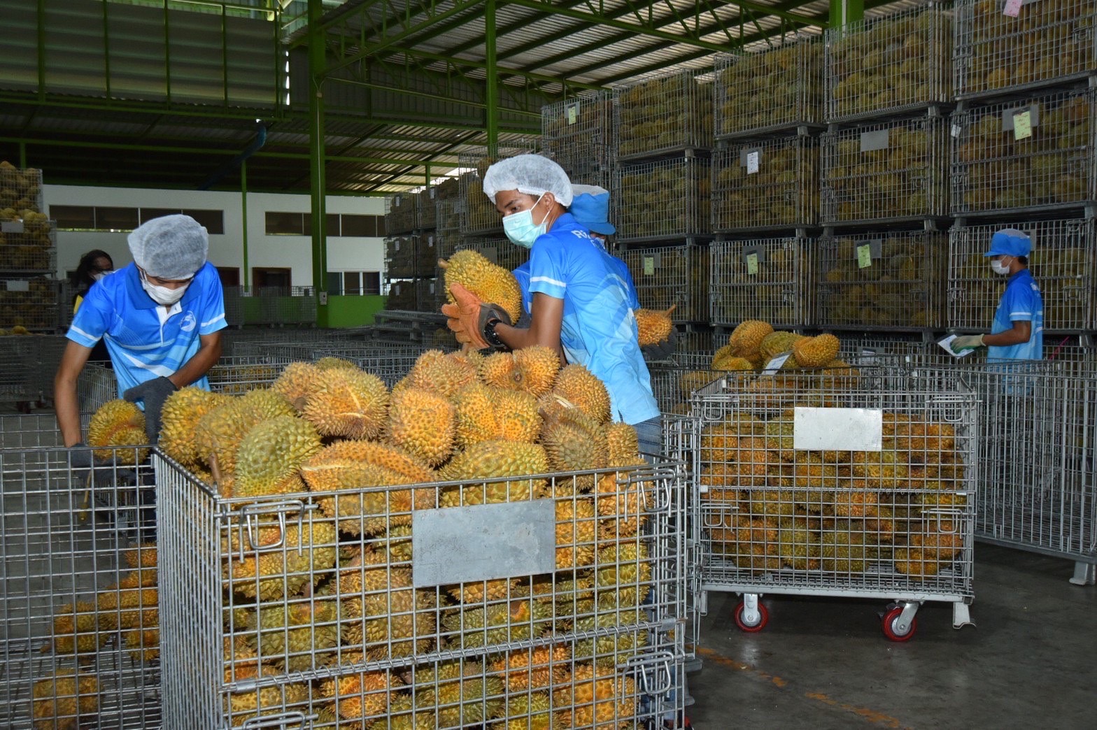 “เขาคิชฌกูฎ” ยืนหนึ่งสหกรณ์ส่งออกทุเรียนตลาดจีน ด้านทูตจีนมั่นใจเป็นไปตามมาตรฐาน GAP Plus 3 D56EF480 1D9C 4E75 A43B B4257569BD9F