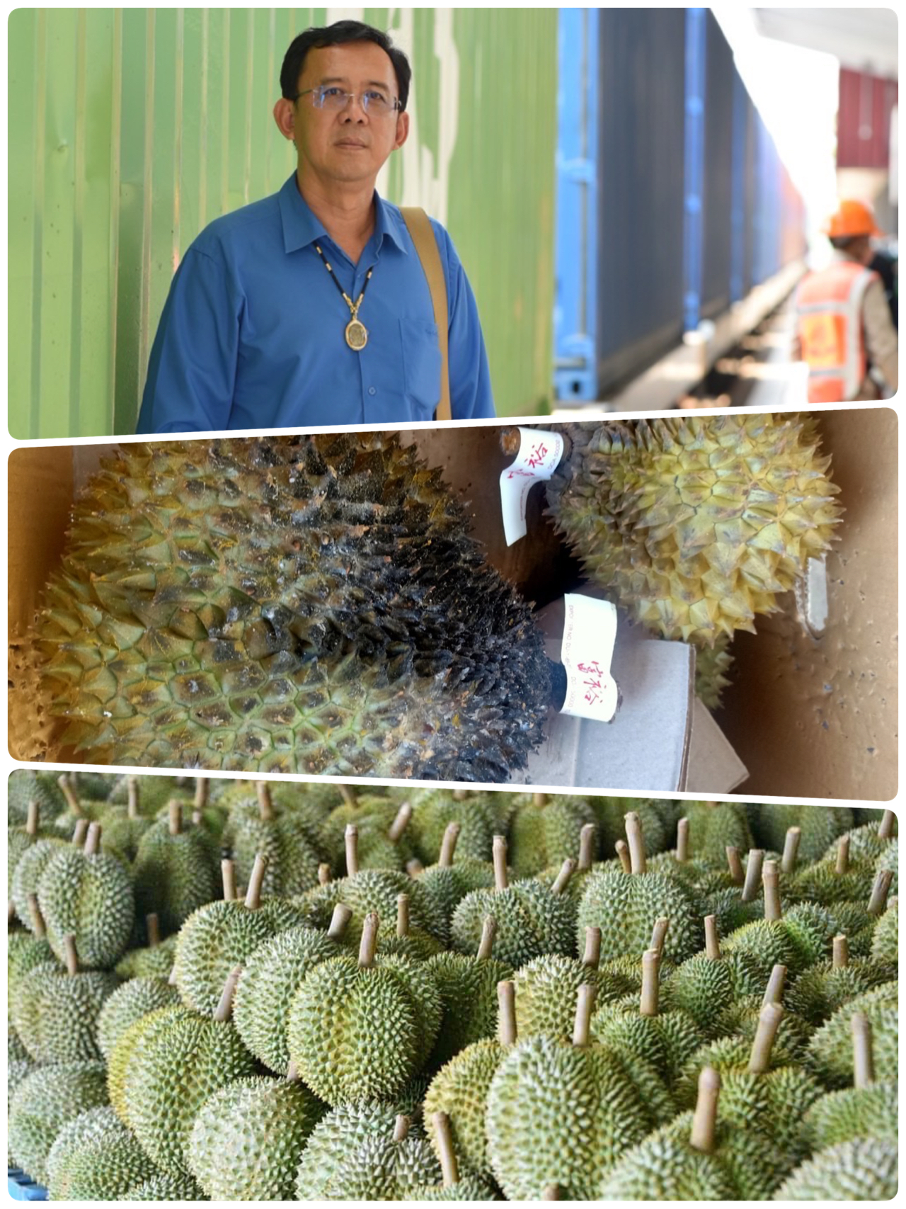 ตรวจเจอ”สวมสิทธิ์”ทุเรียนจันทบุรี ล่าสุดสะเทือนไปถึงทุเรียนภาคใต้ จนท.ตรวจเข้มก่อนส่งออก 2 F26C68CC F0B3 4521 8902 043EE6B50232