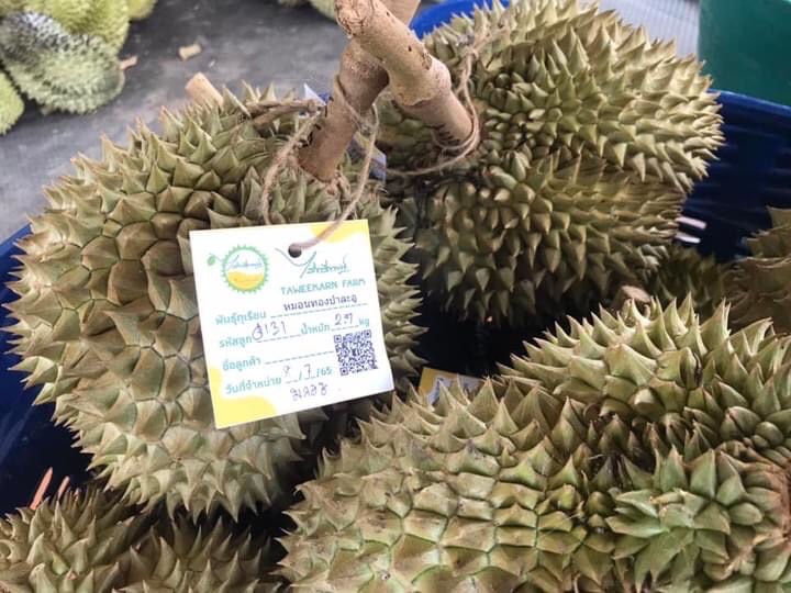 ทุเรียนแปลงใหญ่ “ป่าละอู GI“ ทุเรียนดีที่ประจวบคีรีขันธ์ 2 3847E4B9 956B 4A97 BCFE E81FB3DB5C3F