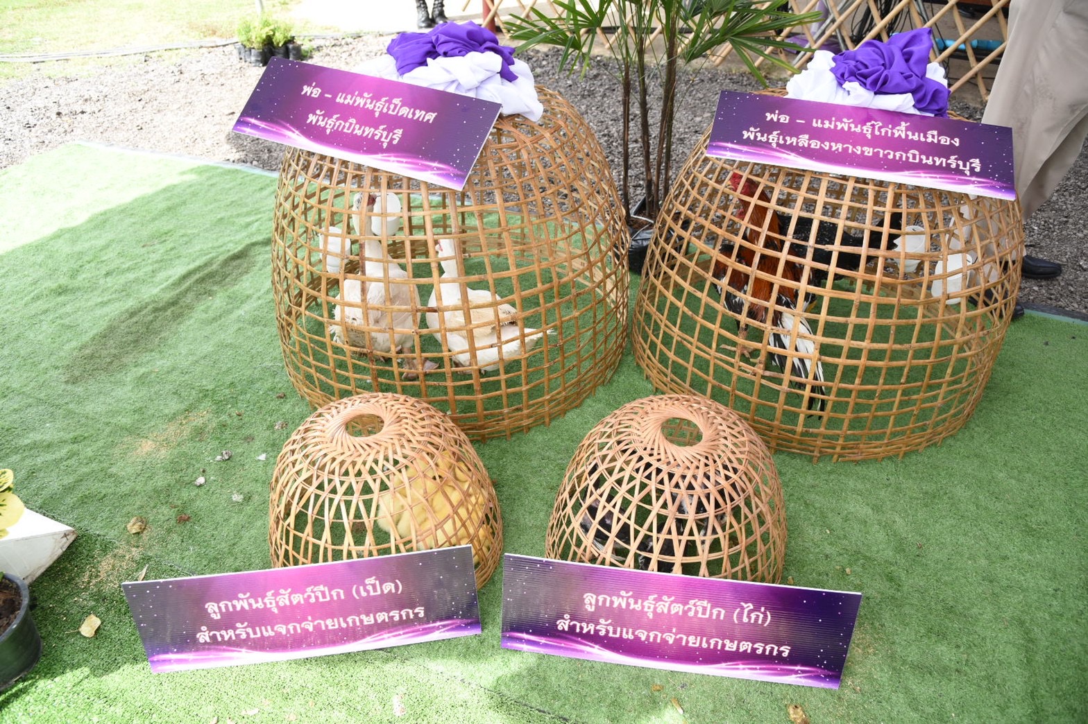 กรมปศุสัตว์น้อมเกล้าฯถวายแพะพันธุ์บอร์ สมเด็จพระกนิษฐาธิราชเจ้าฯ ในโครงการทหารพันธุ์ดี จ.นครนายก 7 429466AC 7231 443A 87D2 2DF0D3736325