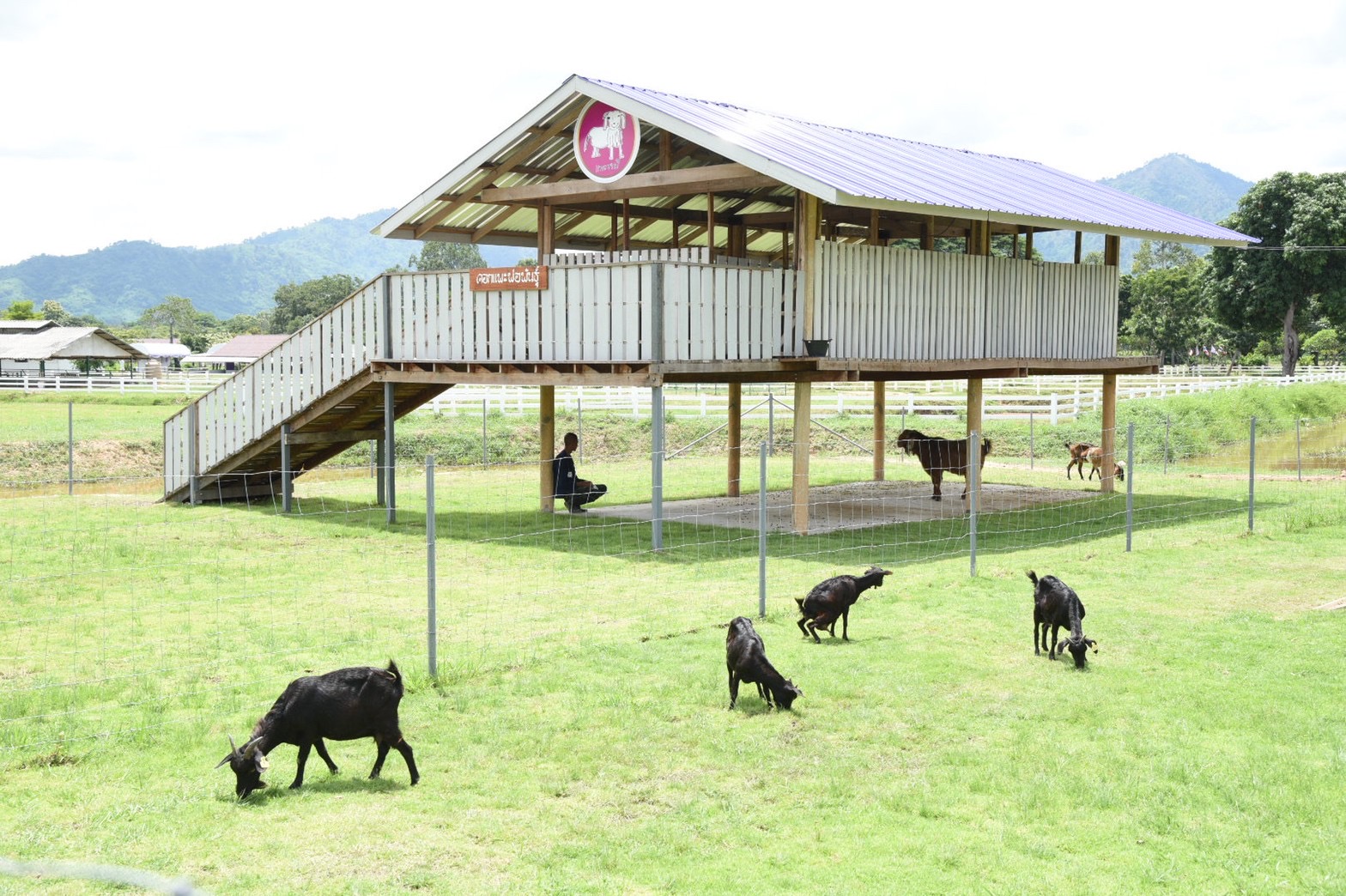 กรมปศุสัตว์น้อมเกล้าฯถวายแพะพันธุ์บอร์ สมเด็จพระกนิษฐาธิราชเจ้าฯ ในโครงการทหารพันธุ์ดี จ.นครนายก 5 6203EABE 21F7 4768 A565 18F2357E276D