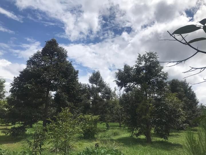 ทุเรียนแปลงใหญ่ “ป่าละอู GI“ ทุเรียนดีที่ประจวบคีรีขันธ์ 4 6F21D2CA C8B6 4A03 9D33 365857A29F6D