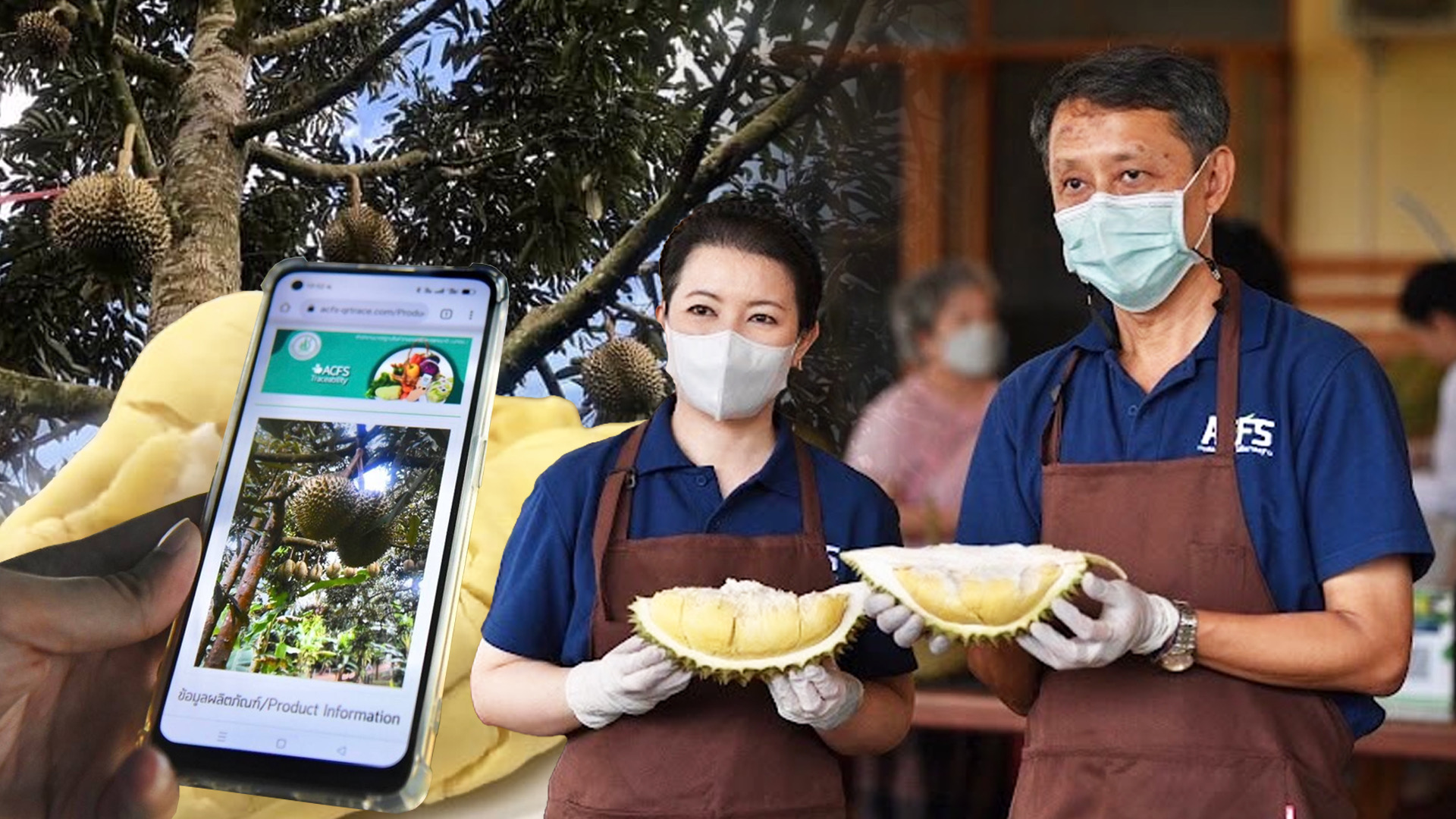 ทุเรียนแปลงใหญ่ “ป่าละอู GI“ ทุเรียนดีที่ประจวบคีรีขันธ์ 1 6F4FB292 2D37 41D0 8739 E2A8F42983C2