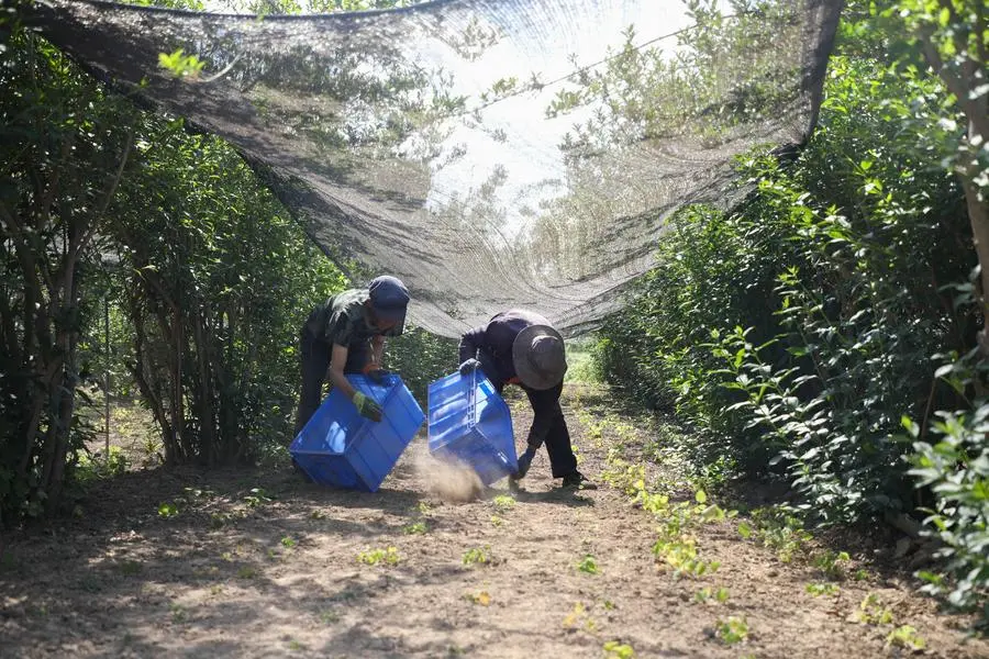 ส่งออก ‘สมุนไพรแพทย์แผนจีนโบราณ’ โตกว่า 45% ในครึ่งปีแรก 6 7801684A BD49 49B2 86C2 97B52FAC0D1C