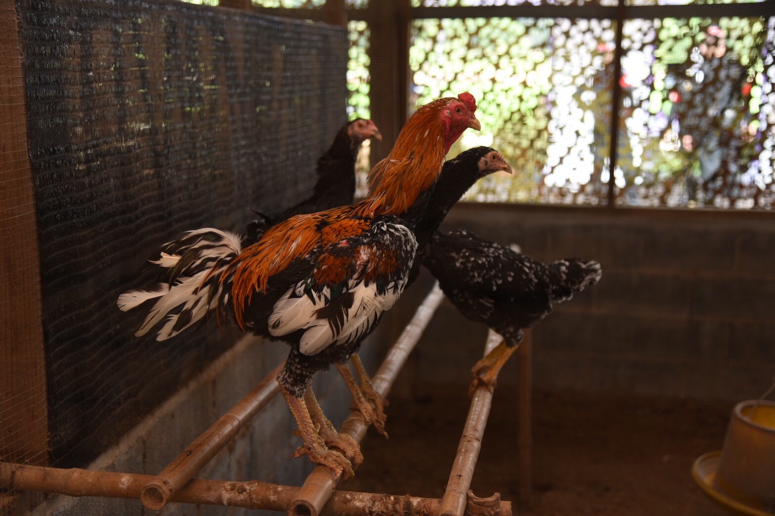 กรมปศุสัตว์น้อมเกล้าฯถวายแพะพันธุ์บอร์ สมเด็จพระกนิษฐาธิราชเจ้าฯ ในโครงการทหารพันธุ์ดี จ.นครนายก 4 B5CDA46C F8EF 4296 B2BD 7A021B58F295