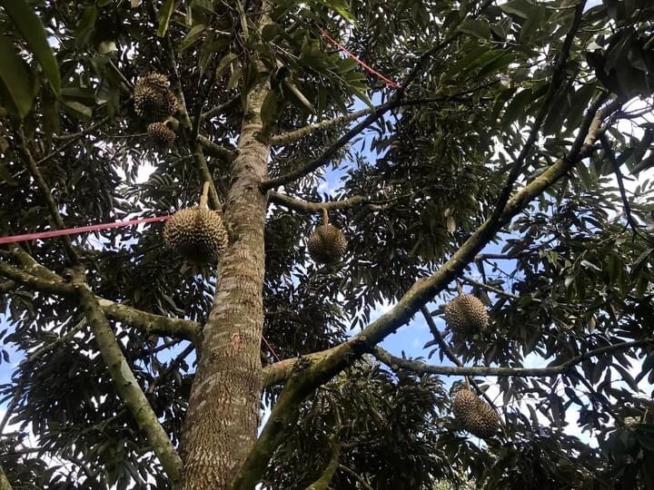 ทุเรียนแปลงใหญ่ “ป่าละอู GI“ ทุเรียนดีที่ประจวบคีรีขันธ์ 8 C62FAA84 94A5 4D4E BB21 8D6D898E8578
