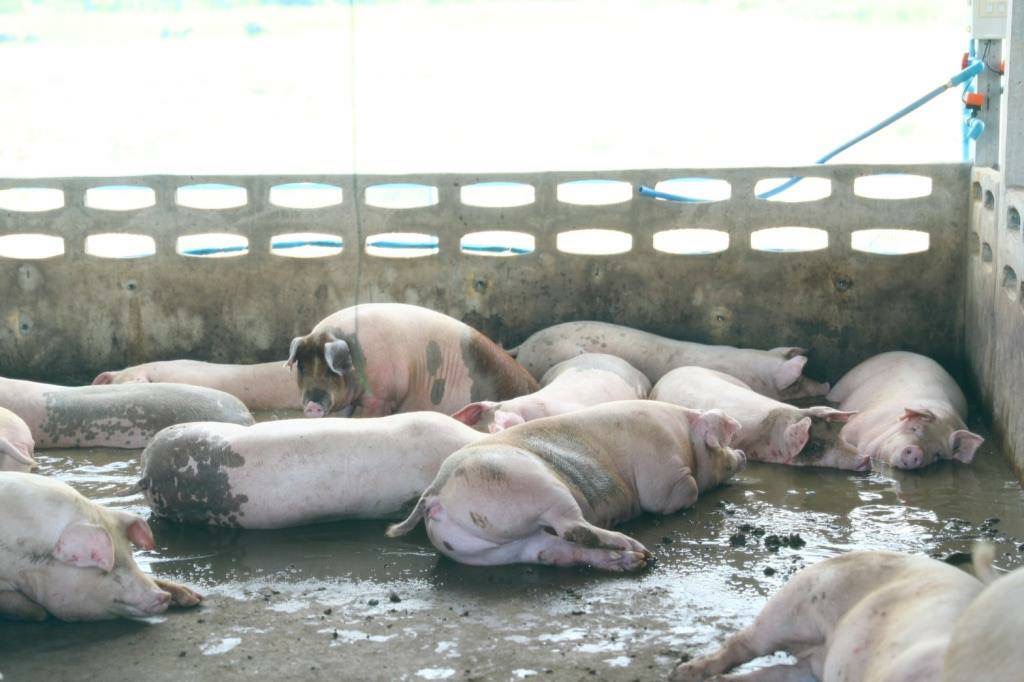 ธ.ก.ส.หนุนเกษตรกรแก้วิกฤติปุ๋ยแพงด้วยปุ๋ยอินทรีย์ 3 E29D16FC DC94 48DB 8138 A16F6EBDA073