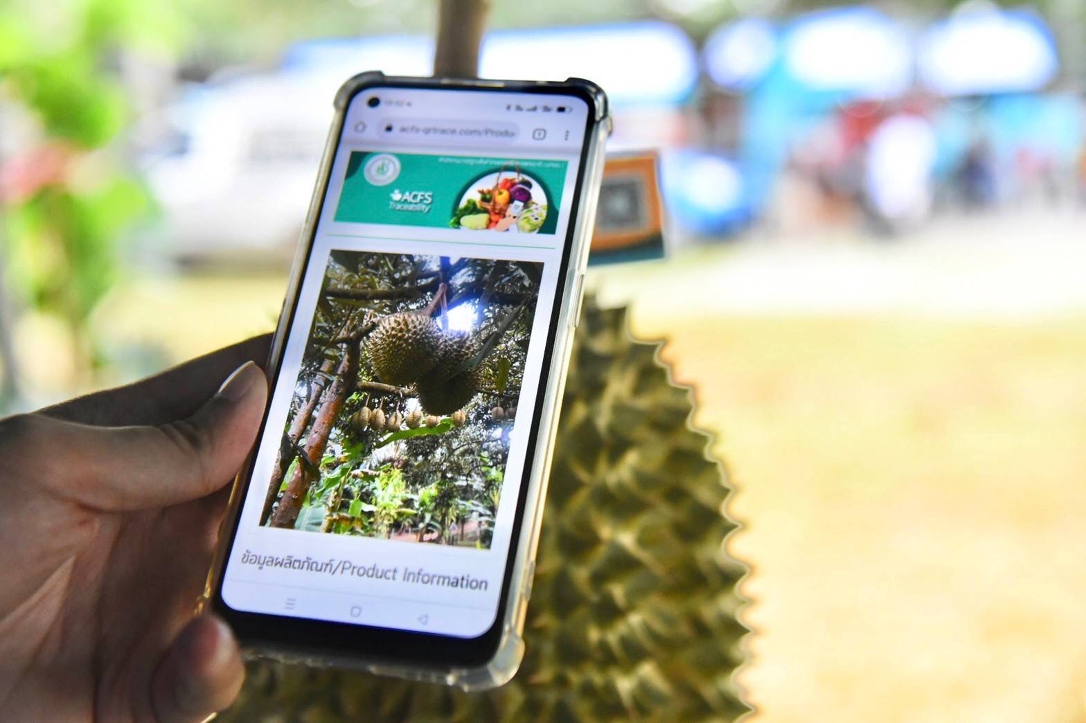 ทุเรียนแปลงใหญ่ “ป่าละอู GI“ ทุเรียนดีที่ประจวบคีรีขันธ์ 5 E7101EC3 B025 4C48 87EB F96032FE4F35