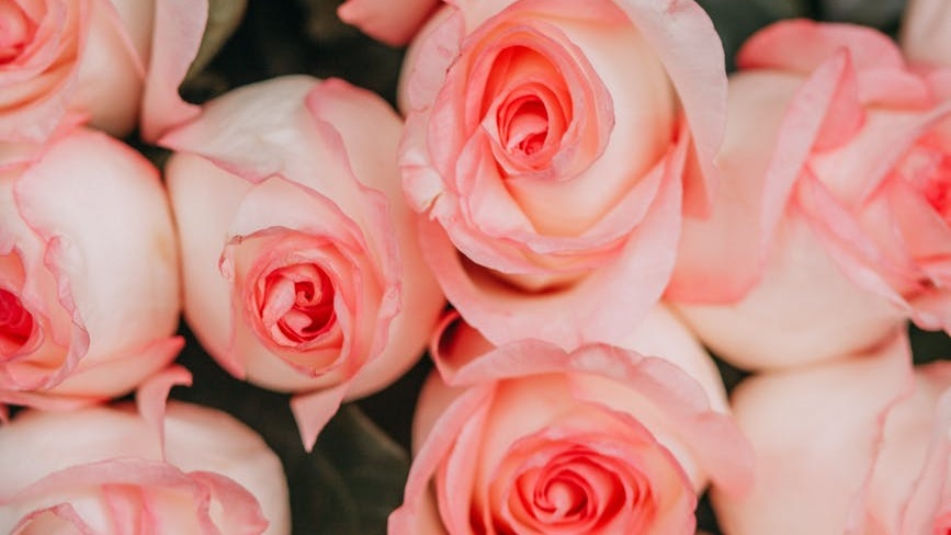 Rose7