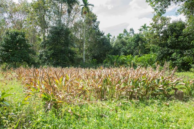 “สมุนไพรอินทรีย์”สร้างความมั่นคงทรัพยากรชีวภาพ สร้างงาน สร้างรายได้ให้ชาวบ้าน 2 pic herb 4