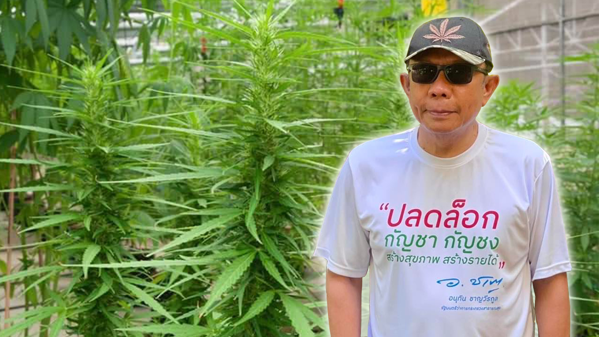 กัญชา3 1