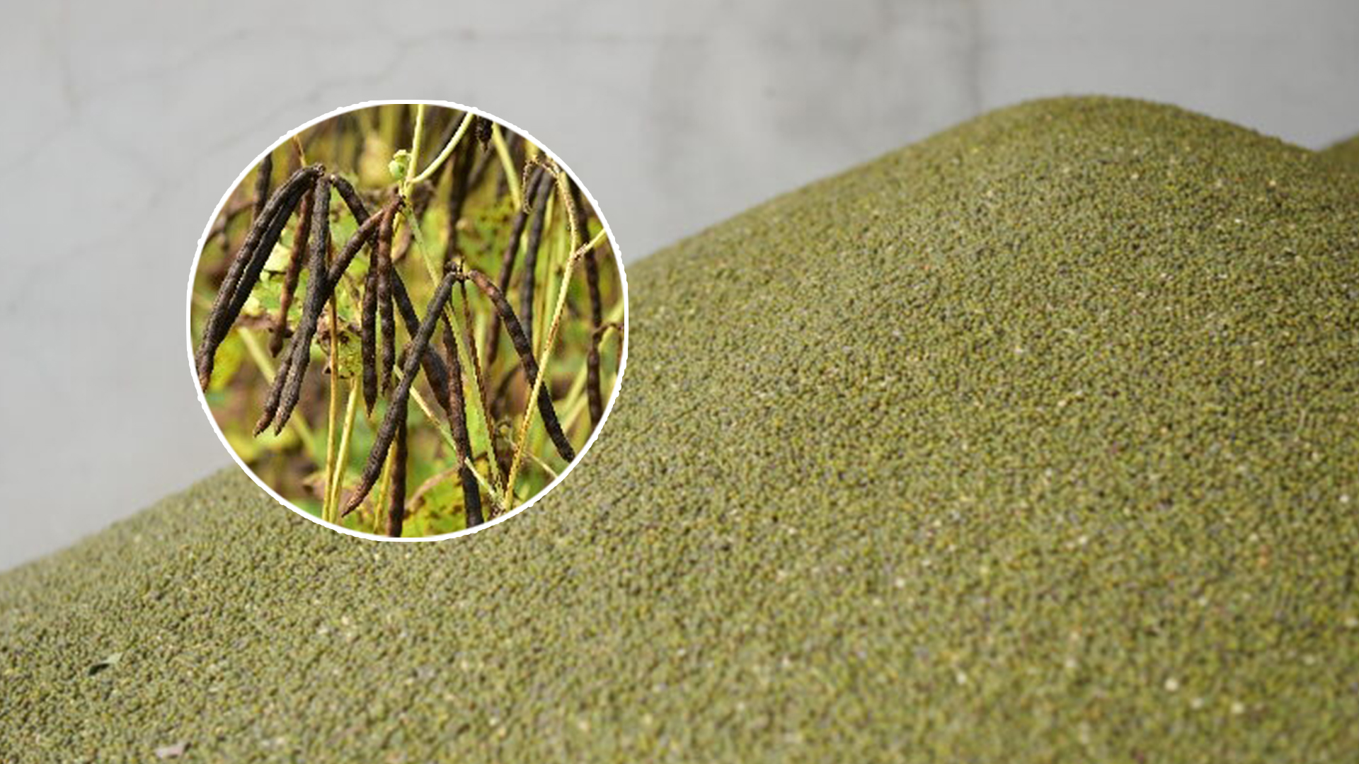 ถั่วเขียว3