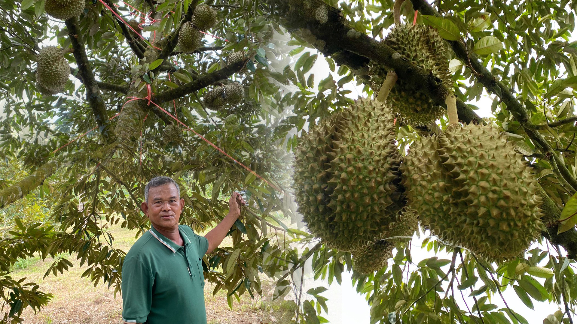 ทุเรียน3 1