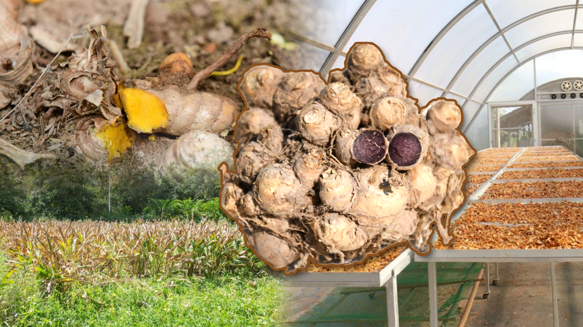 “สมุนไพรอินทรีย์”สร้างความมั่นคงทรัพยากรชีวภาพ สร้างงาน สร้างรายได้ให้ชาวบ้าน 1 สมุน2