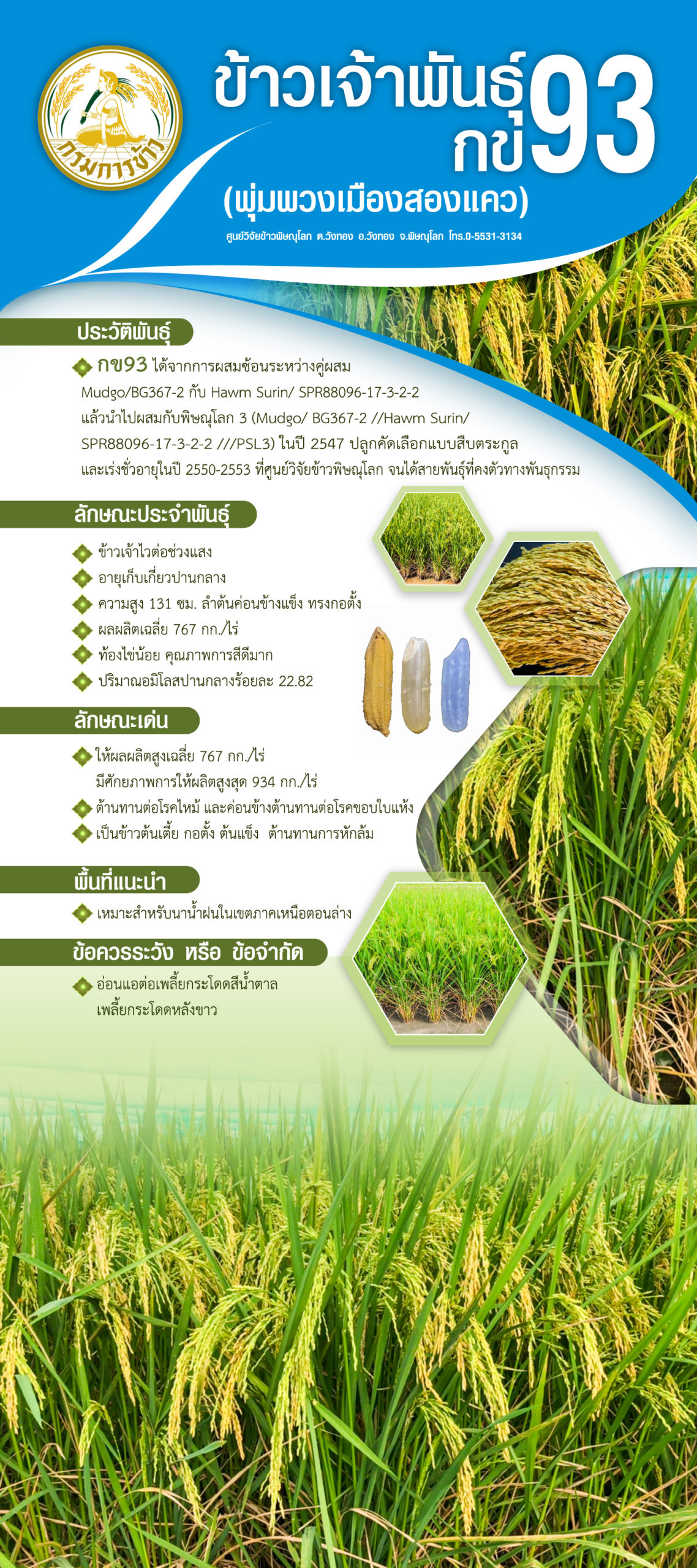 ตัวเลขที่หายไป…พันธุ์ข้าวกข93 กข95 กข97 กข101 ออกมาแล้ว...แต่กข99 หายไปไหน 2 01 กข93 1 scaled