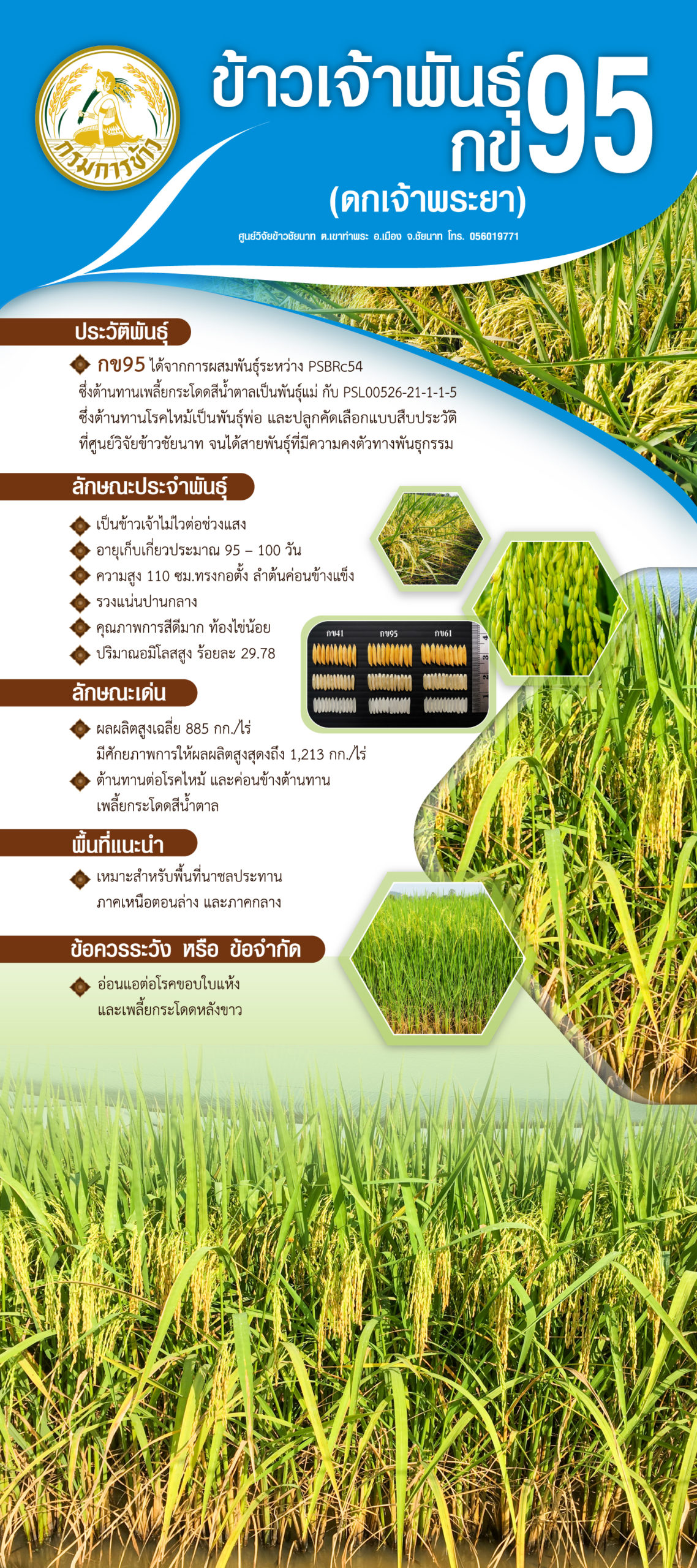 ตัวเลขที่หายไป…พันธุ์ข้าวกข93 กข95 กข97 กข101 ออกมาแล้ว...แต่กข99 หายไปไหน 3 02 กข95 1 scaled