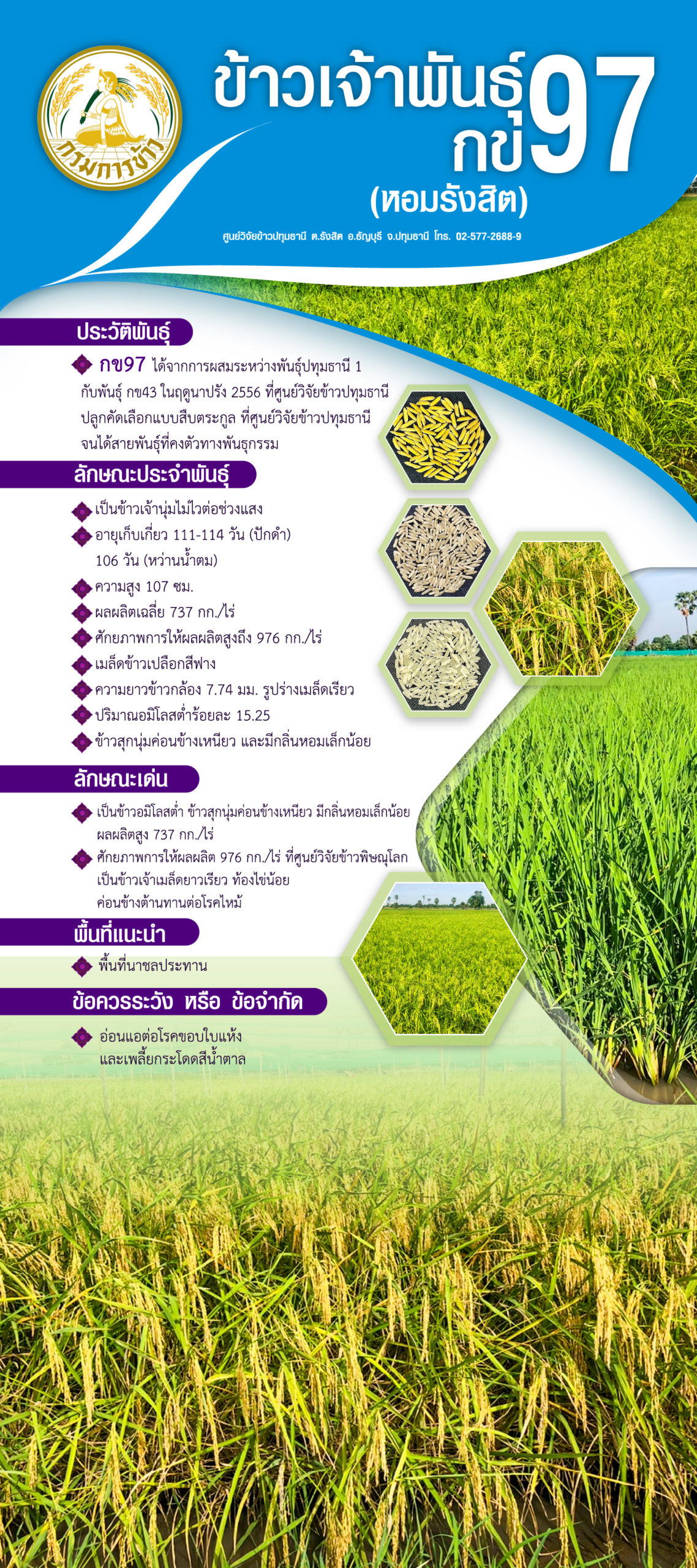 ตัวเลขที่หายไป…พันธุ์ข้าวกข93 กข95 กข97 กข101 ออกมาแล้ว...แต่กข99 หายไปไหน 4 03 กข97 1 scaled