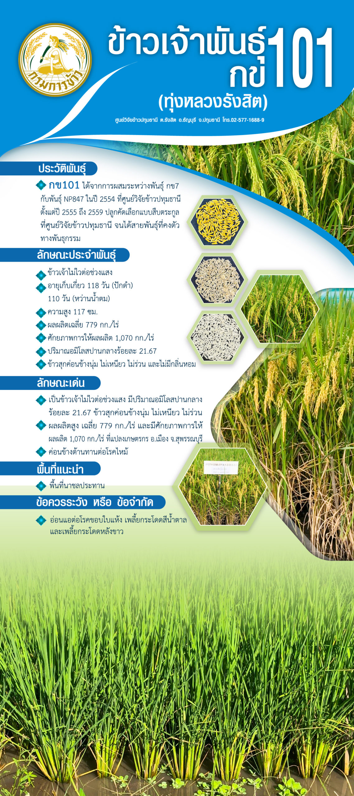 ตัวเลขที่หายไป…พันธุ์ข้าวกข93 กข95 กข97 กข101 ออกมาแล้ว...แต่กข99 หายไปไหน 5 04 กข101 1 scaled