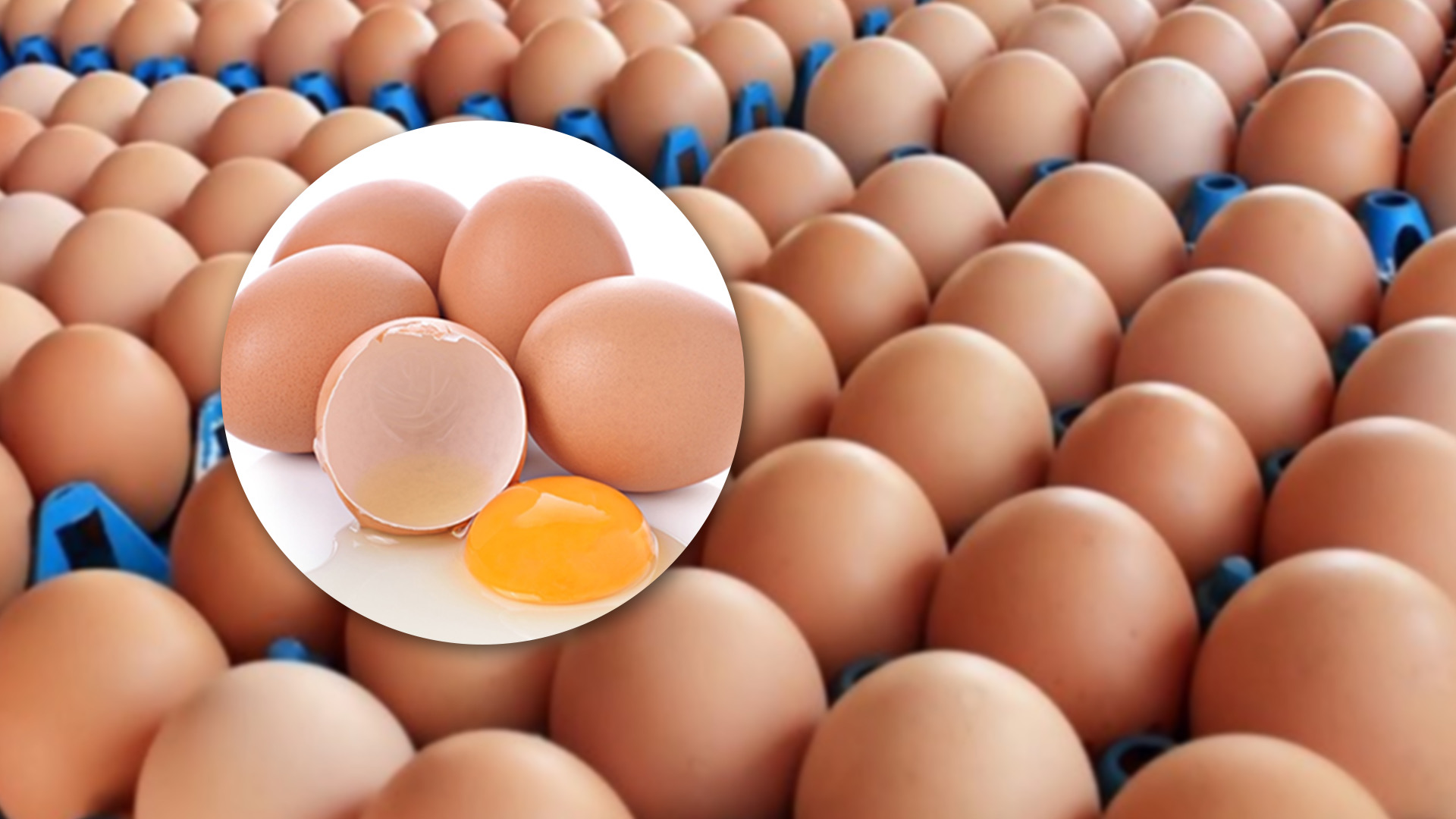 พรุ่งนี้!ไข่ไก่ปรับราคาอีกรอบ 3 บาท/แผง เฉลี่ยฟองละ 3.50บาท 1 0445843D 45DA 48ED B2C5 C97D72CD32E5