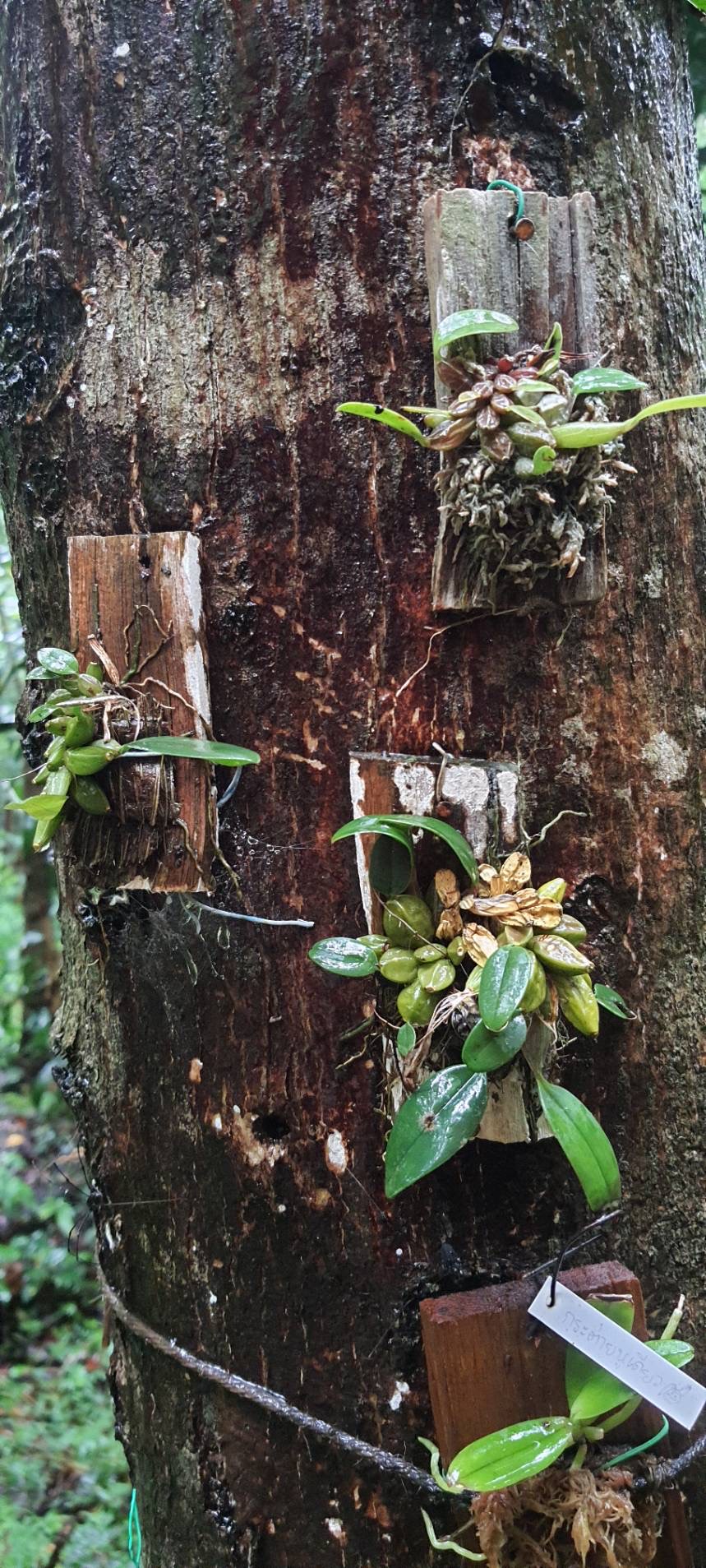 ปล่อย ”ฟ้ามุ่ย คืนสู่ป่า” เฉลิมพระเกียรติพระบรมราชชนนีพันปีหลวง 4 0624500D 44E2 4D49 A3D4 FC17E237D5DD