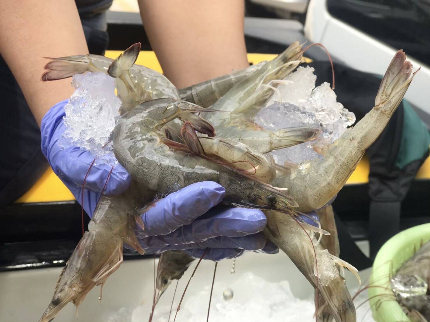 ประมงยันคุมเข้มตรวจโรค-สารตกค้างกุ้งทะเลนำเข้า 5 09AD9F18 F9C7 460C 844F D1E80B3AF964