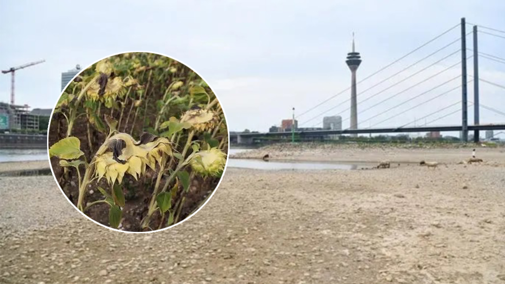 EU ชี้ยุโรปเผชิญ ‘ภัยแล้ง’ รุนแรงสุดในรอบ 500 ปี 1 0ED16BE5 A049 46FD 808D B169E359D52E